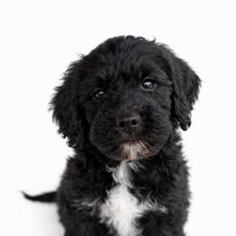 Evie - Parti female Goldendoodle puppy in Warrensburg, Missouri from Supreme Doodles
