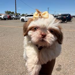 Kanela - Gold and white female Shih Tzu puppy in Apple Valley, California from Garcia_shihtzu