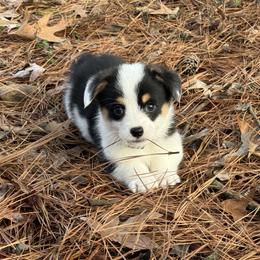 1,200 Mismark Tri Black - Black and tan male Pembroke Welsh Corgi puppy in Nashville, Arkansas from Whisenhunt Farms