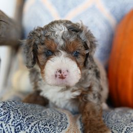 Bernedoodle Puppies from DoodlyDoodlyDoodles