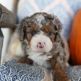 Bernedoodle Puppies from DoodlyDoodlyDoodles