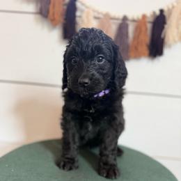 Violet - Black female Bernedoodle puppy in Bellevue, Iowa from Blended Acres & Kennels