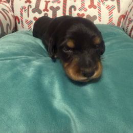 Jingle - Black and tan male Dachshund puppy in Thomasville, North Carolina from Running Creek Kennels