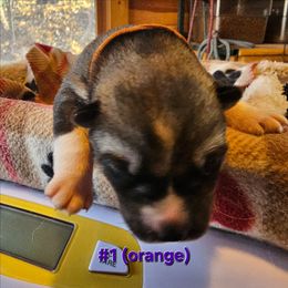 1 (orange) - Agouti and white female Siberian Husky puppy in Dane, Wisconsin from Sunny Hurricane Siberians