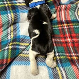 Jingle - Black white and tan English Springer Spaniel puppy in Belton, South Carolina from High Point Springers