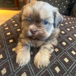 Puppy - Liver male Shih Tzu puppy in Azusa, California from RJ Shih Tzu lover