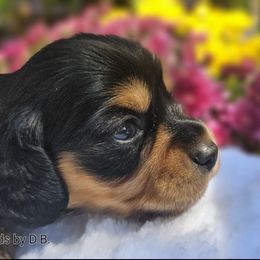Tommy 1695 - Black and tan male Dachshund puppy in Ben Wheeler, Texas from Anytime Dachshunds by D.B.
