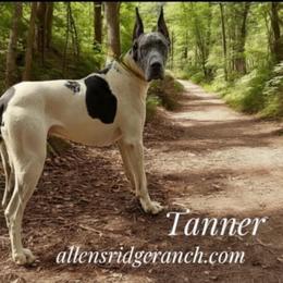Tanner - Great Dane