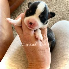 Atlas - Black and tan male Pembroke Welsh Corgi puppy in Weston, Idaho from Diamond Fox Corgis