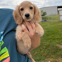 Douglas - Cream male Dachshund puppy in Nashville, Arkansas from Cuddles n Curls