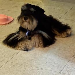 Dozer - Miniature Schnauzer