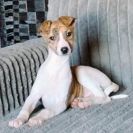 Veronica - Red brindle female Whippet puppy in Goldendale, Washington from Amulet Charm