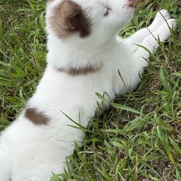Pomsky Puppies from Fluff and Feathers