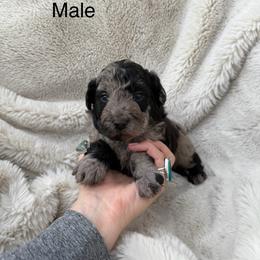 Theo - Merle male Bernedoodle puppy in Fallon, Nevada from Wild Roots Doodles