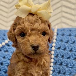 Rosalina - Red  female Poodle puppy in Greenville, North Carolina from Royal Paws, LLC