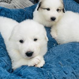 White puppy - White female Great Pyrenees puppy in Milton Freewater, Oregon from Polar Light Great Pyrenees