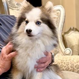 Frankie - Pomsky