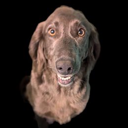 Stella - Long Haired Weimaraner