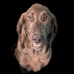 Stella - Long Haired Weimaraner