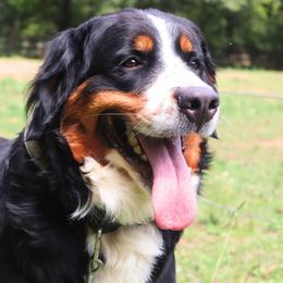 Agnus - Bernese Mountain Dog