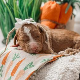 Victoria - Red  female Goldendoodle puppy in Iola, Texas from Supreme Doodles of Texas