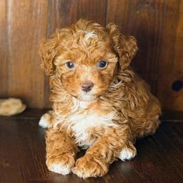 Rebekah - Red  female Poodle puppy in Davie, Florida from Dave Poodles