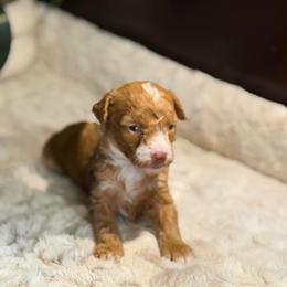 Freya - Red  female Poodle puppy in Davie, Florida from Dave Poodles