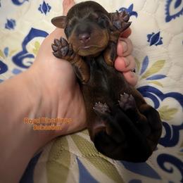 Sebastian - Wild boar male Dachshund puppy in Wooldridge, Missouri from Royal Bloodline Canines