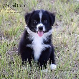 Angel Fish - Black & white female Miniature Australian Shepherd puppy in Evant, Texas from Lazy VT Bar Ranch