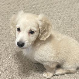 Glacier - Dachshund