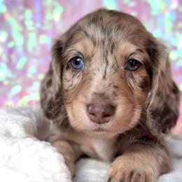 Alan - Dapple male Dachshund puppy in Chandler, Arizona from Vonaducci Doxies, LLC.