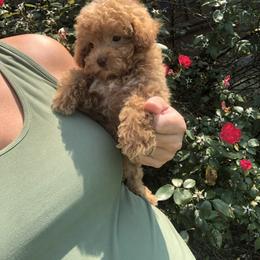 Poodle Puppies from Upper Echelon
