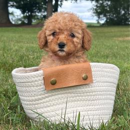 Sprinkle - F1b - Apricot female Cavapoo puppy in Lewisburg, Pennsylvania from Cinda's Cavapoos
