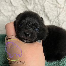 HOLD AKC WEDNESDAY - Black female Pomeranian puppy in Watkins Glen, New York from Wicked Spirits Pomeranians