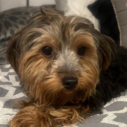 Lucky - Yorkshire Terrier