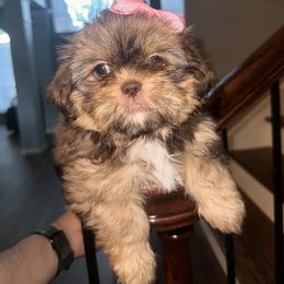 Shih Tzu All Grown Up from Khloe’s Shih Tzus