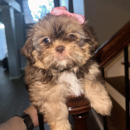 Shih Tzu All Grown Up from Khloe’s Shih Tzus