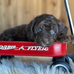 Monday - Red tri-color female Aussiedoodle puppy in Lancaster, Minnesota from Finney Ranch
