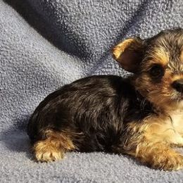 Yorkshire Terriers from Yorkies by Rheba