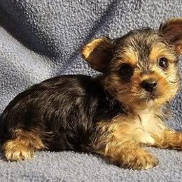 Yorkshire Terriers from Yorkies by Rheba