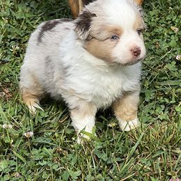 Miniature Australian Shepherd and Toy Australian Shepherd Puppies from Ramblin’ Rose Aussies