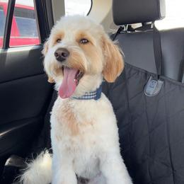 Goldendoodle and Labradoodle All Grown Up from Grace N Faith Doodles