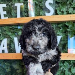 Orange Collar Girl - Merle female Goldendoodle puppy in Lithia Springs, Georgia from Opulent Goldendoodles