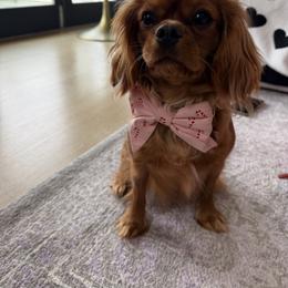 Millie - Cavalier King Charles Spaniel