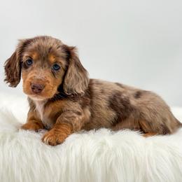 Randall - Dapple male Dachshund puppy in Litchfield, Illinois from Charmm Dachshunds