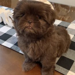 Shih Tzu Puppies from Socal Mother Of Shih Tzus