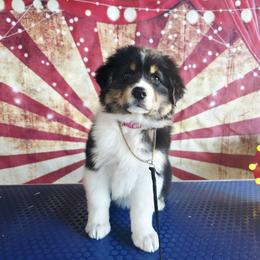 Lettie - Black tri-color female Australian Shepherd puppy in Kenton, Tennessee from Carrotwood Australian Shepherds