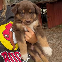 Callie - Red tri-color female Australian Shepherd puppy in Frostproof, Florida from Central Florida Australian Shepherds