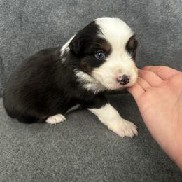 River - Black tri male Miniature Australian Shepherd puppy in Mill Spring, North Carolina from Adair Acres Aussies