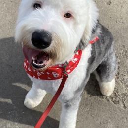 Aussiedoodles, Australian Shepherds, Old English Sheepdogs, and Sheepadoodles from Star Garnet Pups